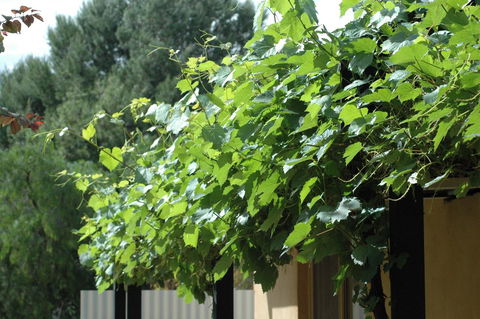 Burra Motor Inn - Accommodation Batemans Bay 15