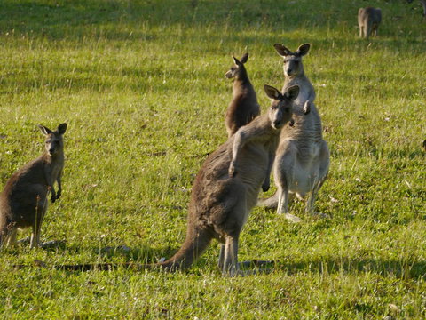 Dungowan Holiday Accommodation - Accommodation Batemans Bay 27