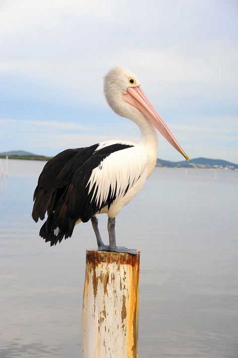 Hotel Nelson - Accommodation Batemans Bay 29