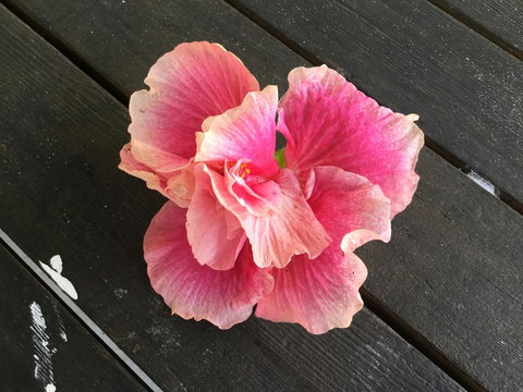 Hat Head Beach Cottage 1 - Accommodation Batemans Bay 1