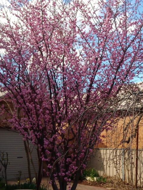Boot Makers Cottage - Accommodation Batemans Bay 18
