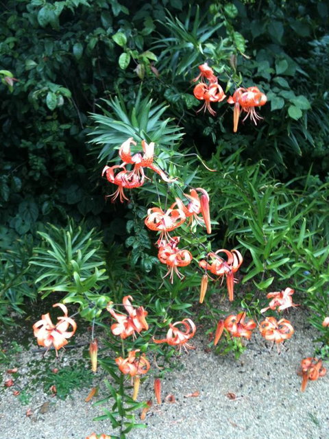 Warriwillah - Millthorpe's Country Motel - Accommodation Batemans Bay 5