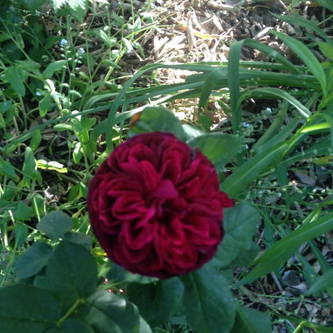 Warriwillah - Millthorpe's Country Motel - Accommodation Batemans Bay 13