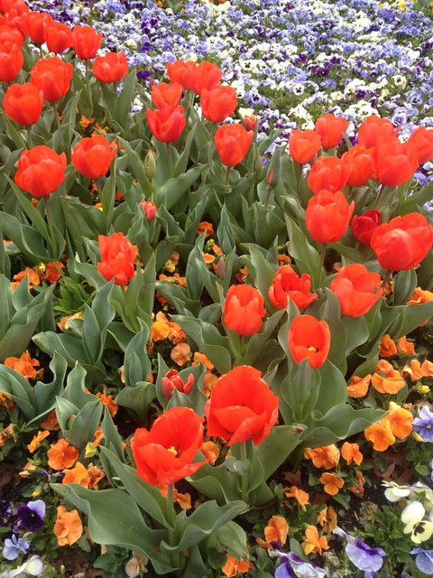 Warriwillah - Millthorpe's Country Motel - Accommodation Batemans Bay 4