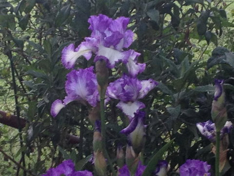 Warriwillah - Millthorpe's Country Motel - Accommodation Batemans Bay 8