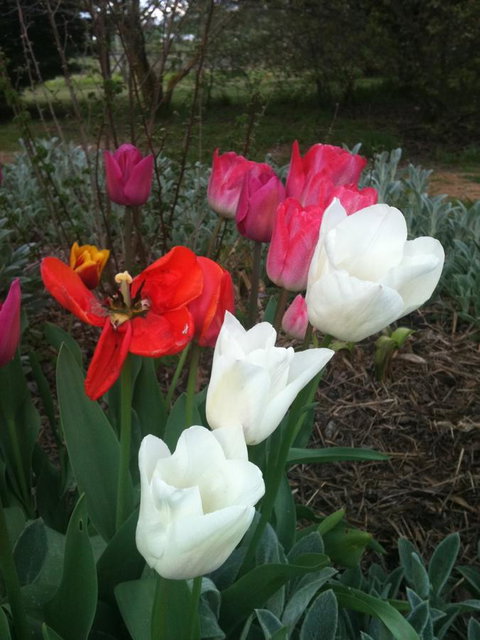 Warriwillah - Millthorpe's Country Motel - Accommodation Batemans Bay 11