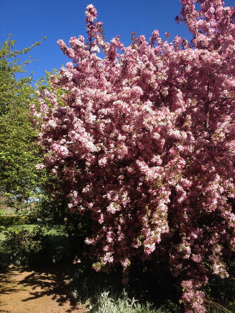 Warriwillah - Millthorpe's Country Motel - Accommodation Batemans Bay 10