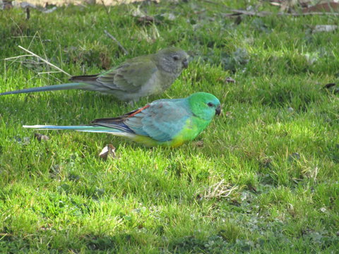 Allonville Gardens Motel - Accommodation Batemans Bay 35