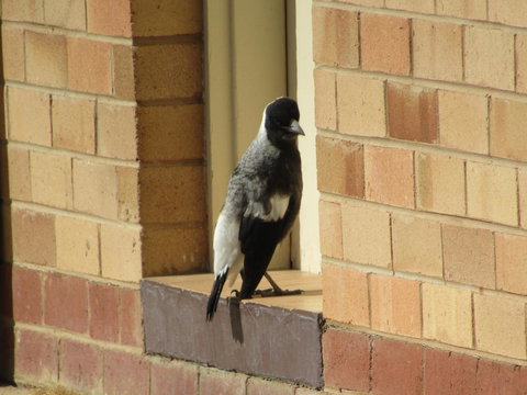 Allonville Gardens Motel - Accommodation Batemans Bay 34