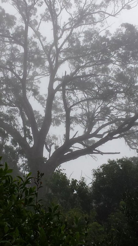 Lark Cottage - Accommodation Batemans Bay 20