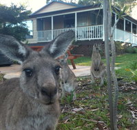 Bush  Bay Cottage - Accommodation Batemans Bay