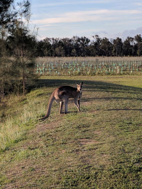 Madigan Wine Country Cottages - Accommodation Batemans Bay 7