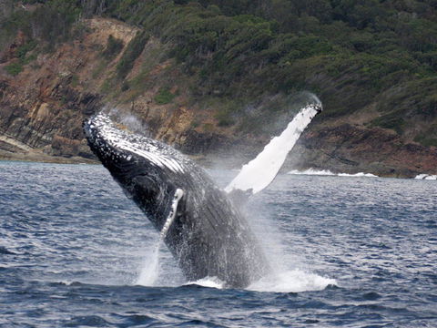 Braemar 9 - Accommodation Batemans Bay 8