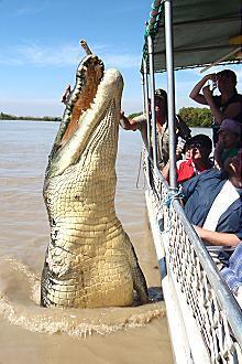 Kakadu @ The Kube (Darwin City) - Accommodation Batemans Bay 3