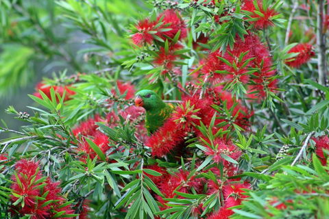 Bottlebrush B & B - Accommodation Batemans Bay 0