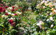 Cabernet Cottage - thumb 3