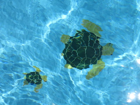 Coogee WA Accomodation - Accommodation Batemans Bay 1