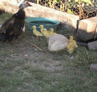 Corella Creek Country Farm Stay - Accommodation Batemans Bay