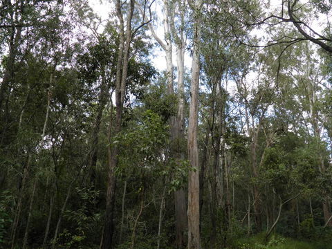 Coucals Cottage - Accommodation Batemans Bay 3