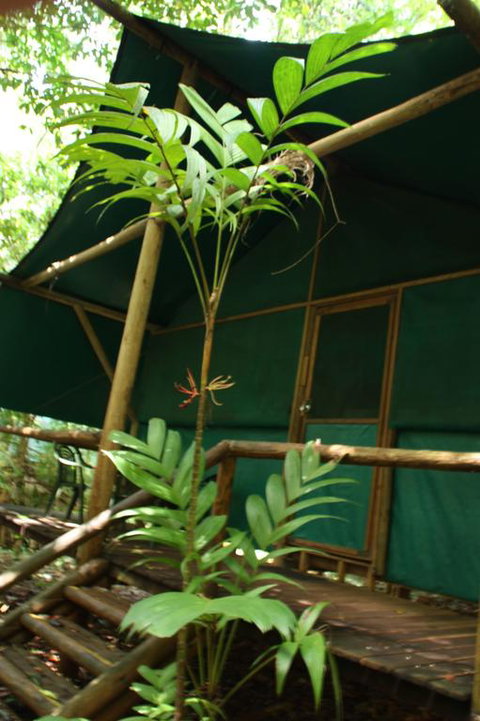 Daintree Crocodylus - Accommodation Batemans Bay 3