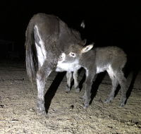 Donkey Tales Farm Cottages - Accommodation Batemans Bay