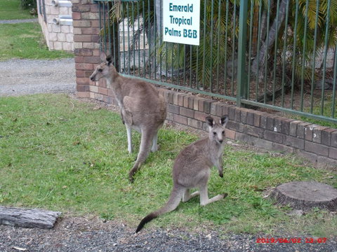 Emerald Tropical Palms B & B - Accommodation Batemans Bay 1