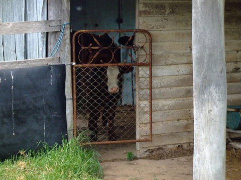 Escape To The Country - Enjoy The Firepit Or Explore Magical Bunya Mountains - Accommodation Batemans Bay 3