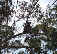 Escape to the Country - Enjoy the firepit or explore magical Bunya Mountains - Accommodation Batemans Bay