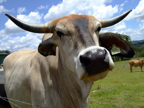 Escape To The Country - Enjoy The Firepit Or Explore Magical Bunya Mountains - Accommodation Batemans Bay 2