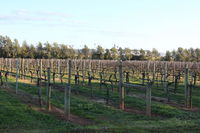 Milawa Vineyard Views - Guesthouse 2
