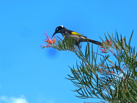 Bridgetown Valley Lodge - Accommodation Batemans Bay 42