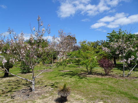 Majestichomestead B&B - Accommodation Batemans Bay 27