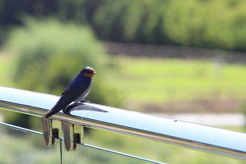 Bickley Valley Cottage - Accommodation Batemans Bay 9