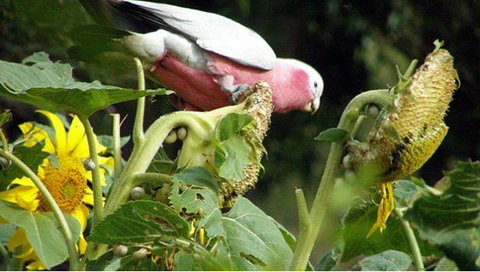 Bentwood Olive Grove Accommodation - Accommodation Batemans Bay 19