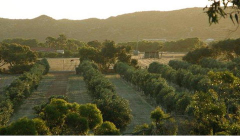 Bentwood Olive Grove Accommodation - Accommodation Batemans Bay 24