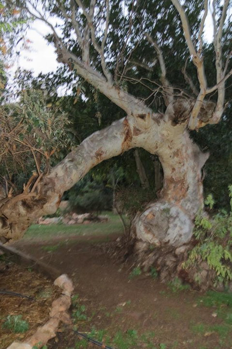 Bentwood Olive Grove Accommodation - Accommodation Batemans Bay 22