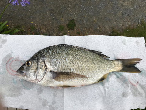 Summertime Cottage - Accommodation Batemans Bay 5