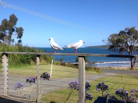 Summertime Cottage - Accommodation Batemans Bay 25