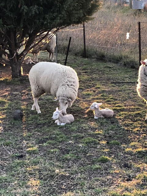 OConnell Retreat BnB - Accommodation Batemans Bay 3