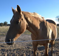 Penny's Place in The pyrenees - Accommodation Batemans Bay