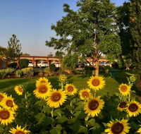 Quirindi Sunflower Motor Inn - Accommodation Batemans Bay