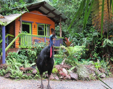 Rainforest Hideaway - Accommodation Batemans Bay 0