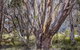 Snowgums 07 - thumb 3