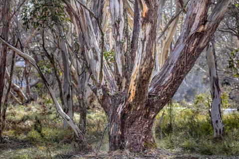 Snowgums 07 - Accommodation Batemans Bay 3