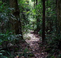 Springbrook Lyrebird Retreat - Accommodation Batemans Bay