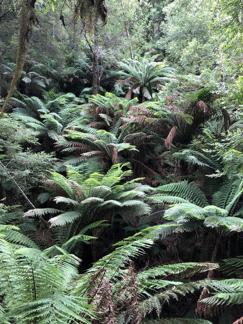 Corinna Wilderness Village - Accommodation Batemans Bay 12