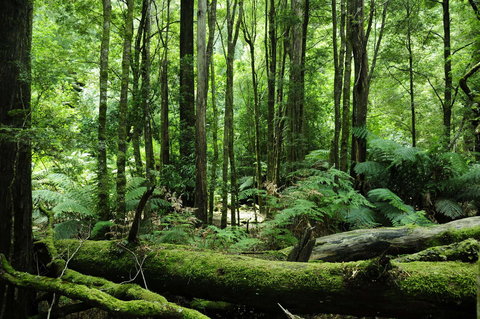 Corinna Wilderness Village - Accommodation Batemans Bay 37