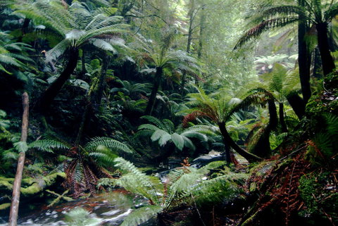 Corinna Wilderness Village - Accommodation Batemans Bay 41