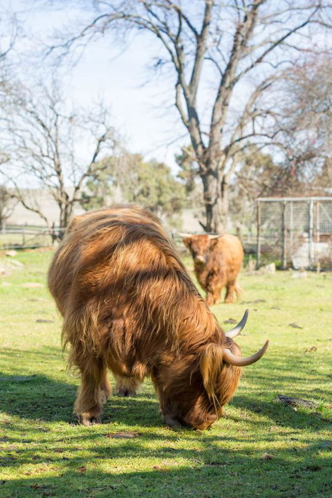 Ratho Farm - Accommodation Batemans Bay 4