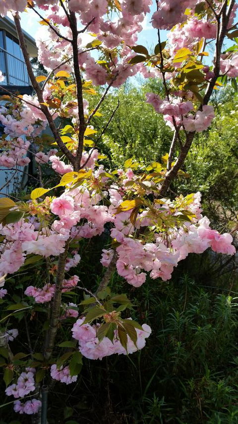 Beezneez B&B - Accommodation Batemans Bay 14